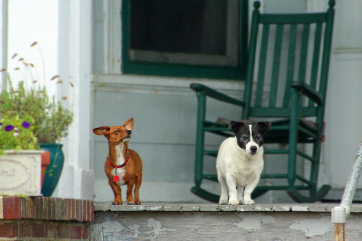 https://www.bullysticksdirect.com/product_images/uploaded_images/istock-513439100.jpg
