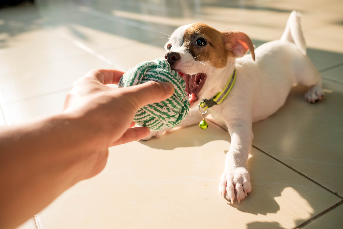 Bully sticks direct, best bully sticks, natural pet treats, low odor bully sticks blog article